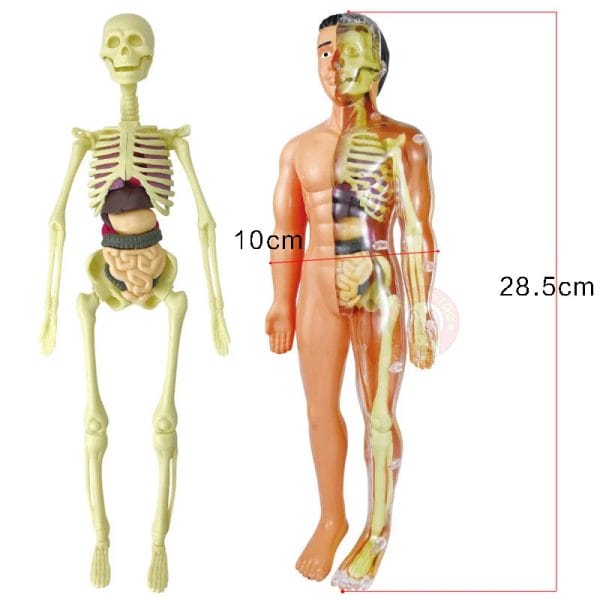 Human Body Anatomy Model Skeleton